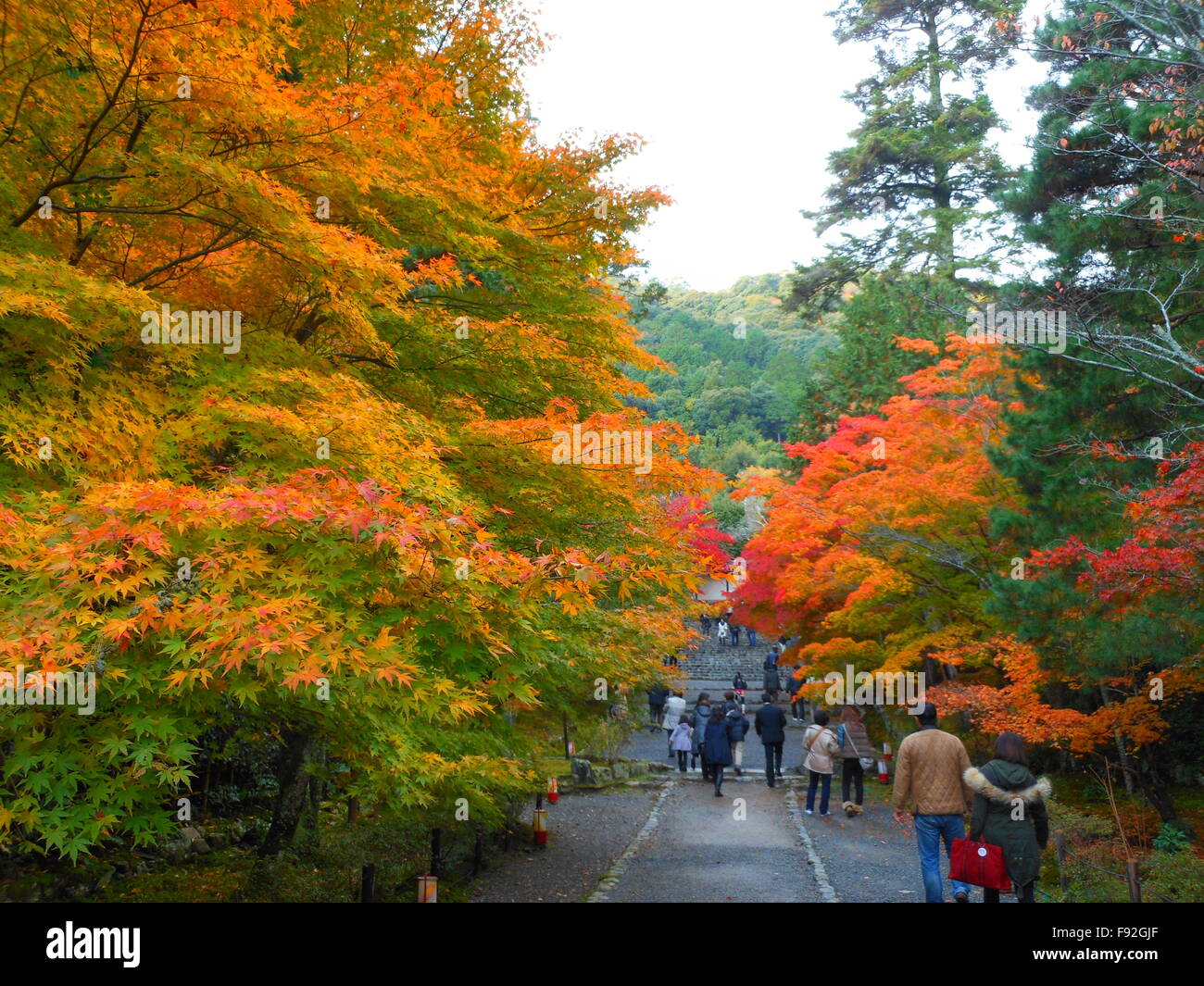 Res leaves in Kyoto Stock Photo