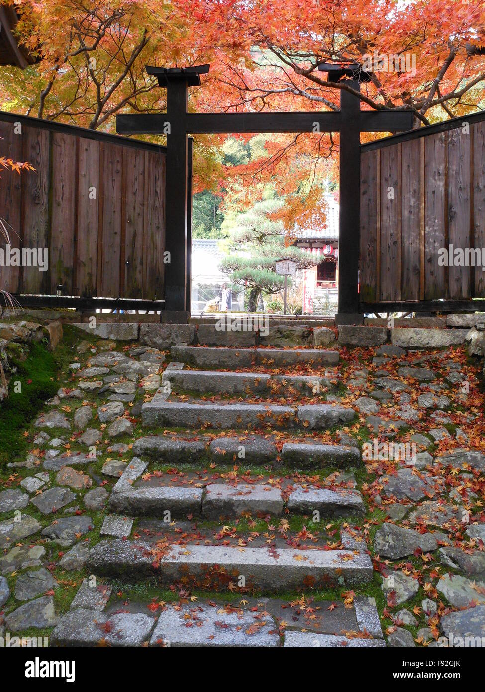 Red leaves in Kyoto Stock Photo