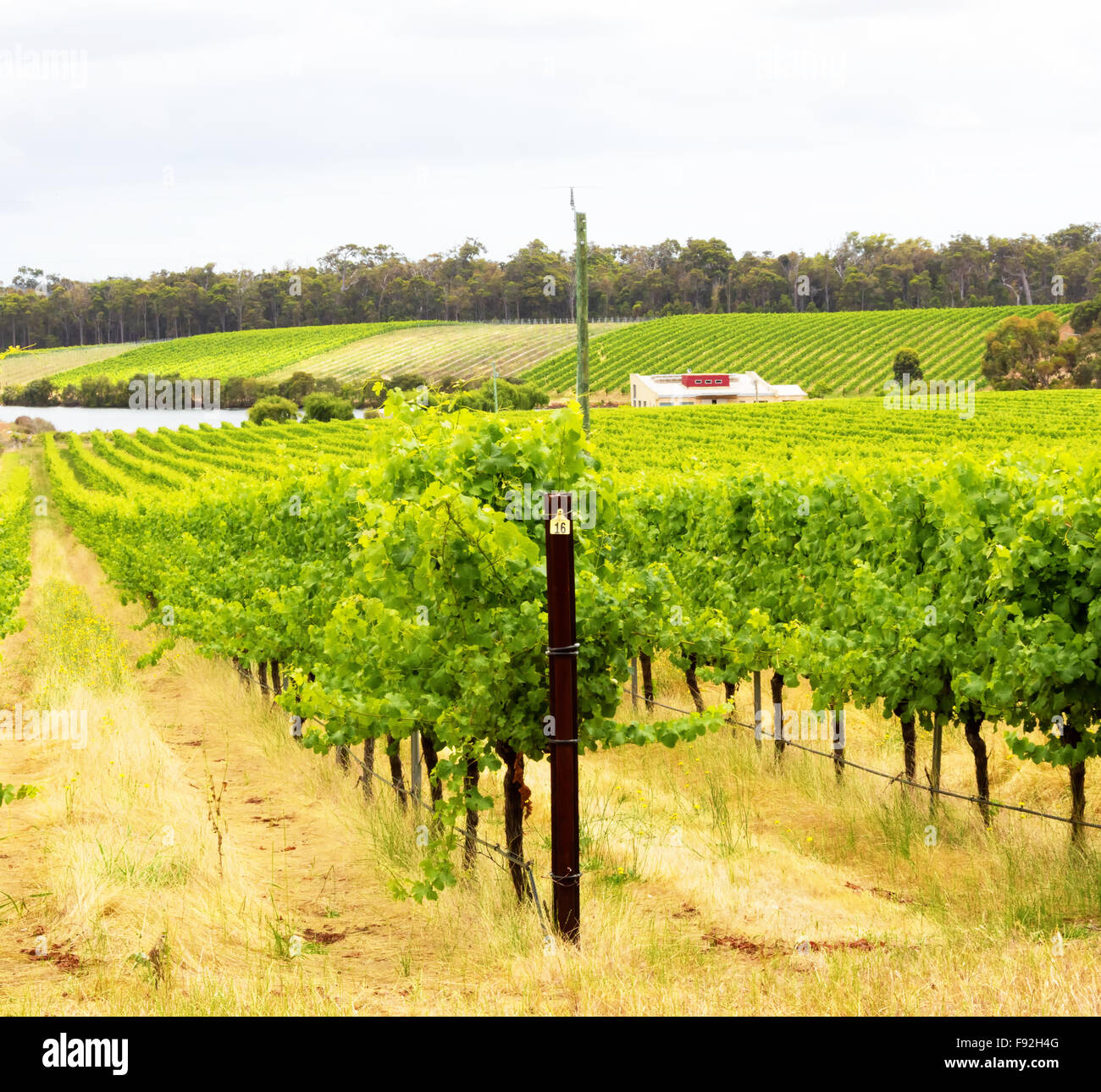 Margaret River wine region vines heading into summer Stock Photo Alamy