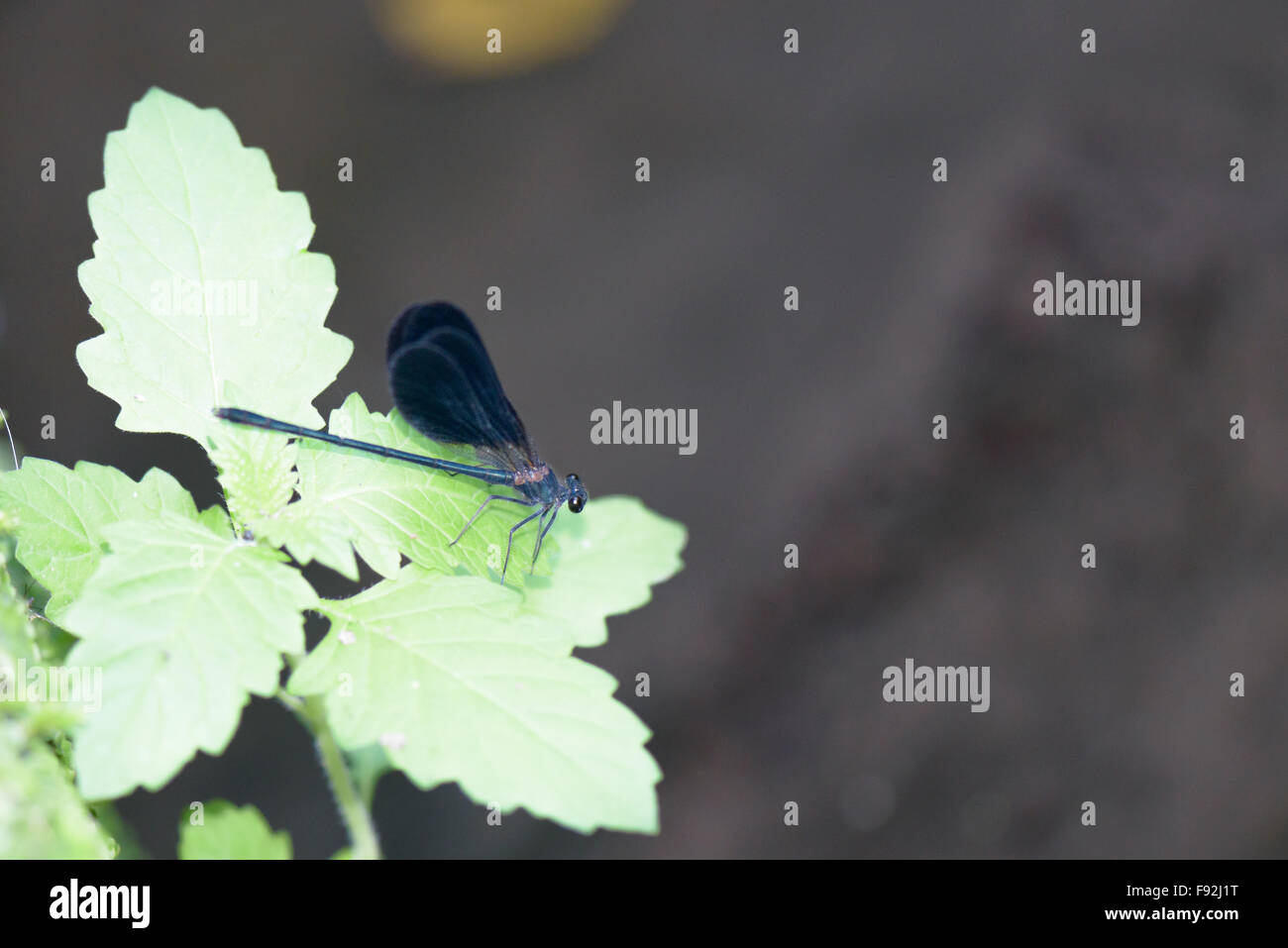 A black and red dragonfly resting on some leaf in the forest Stock ...