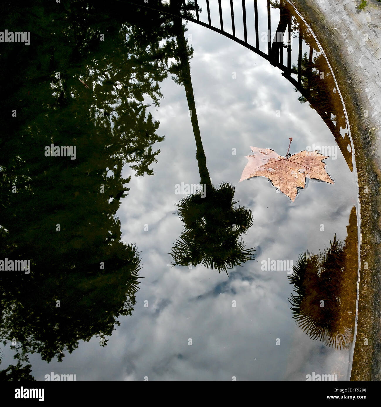 Autumn Leaf on water surface Stock Photo