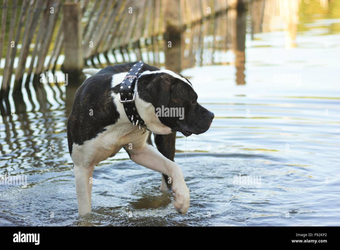large breed dog in water Stock Photo