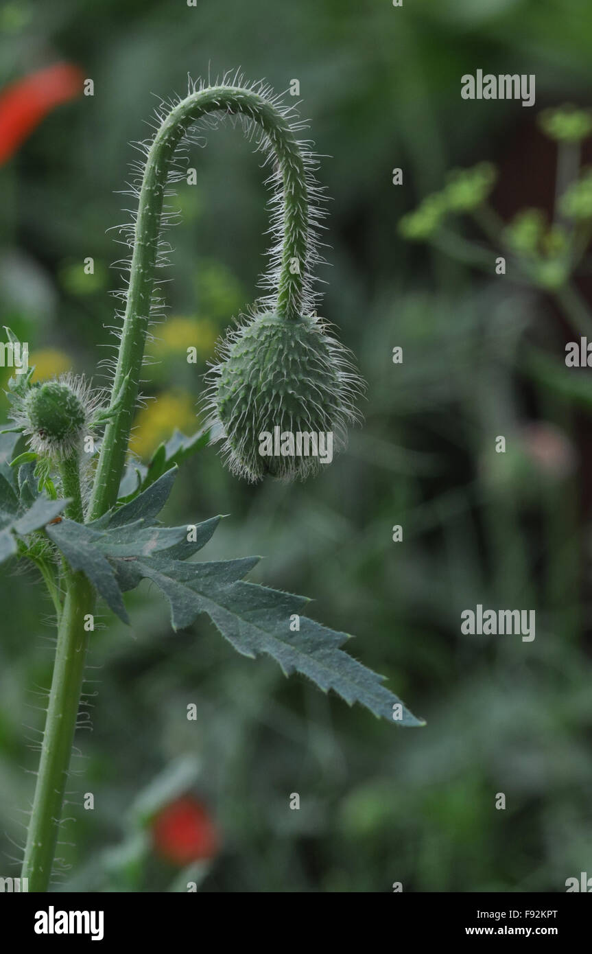 Green Color Poppy (Papaver oideae) buds and leavs with green color background in my small garden at Noida, Uttar Pradesh, India. Stock Photo