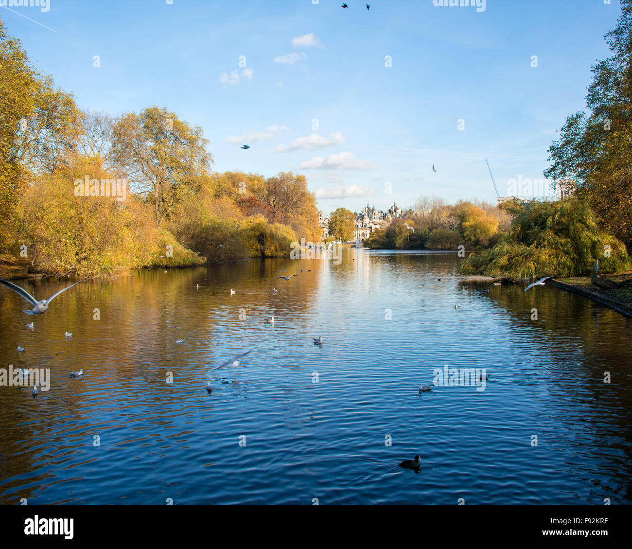 Fall autumn season in the forest Stock Photo - Alamy