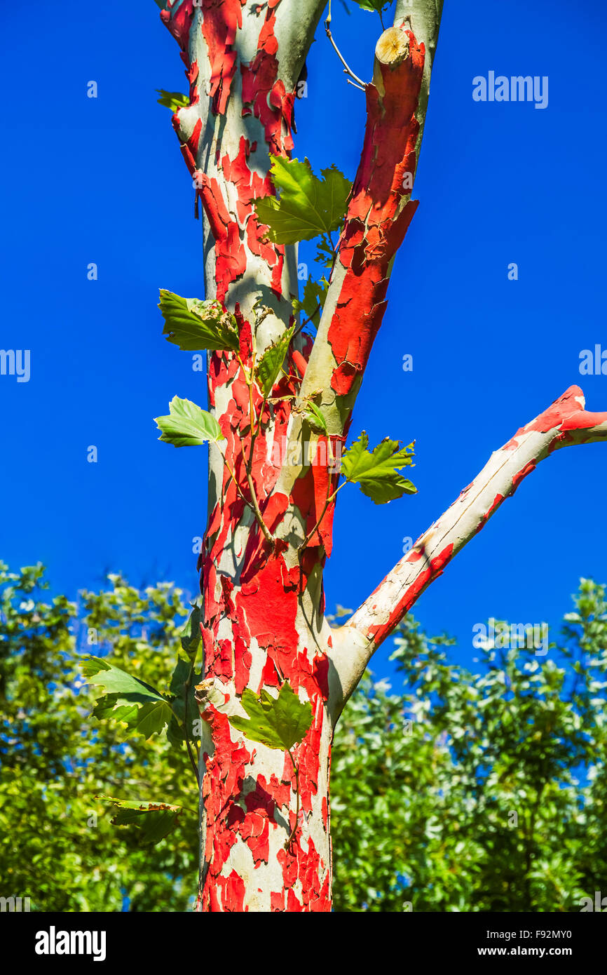 Bright red peeling bark, tree trunk, Royal Botanic Gardens Melbourne Australia Stock Photo