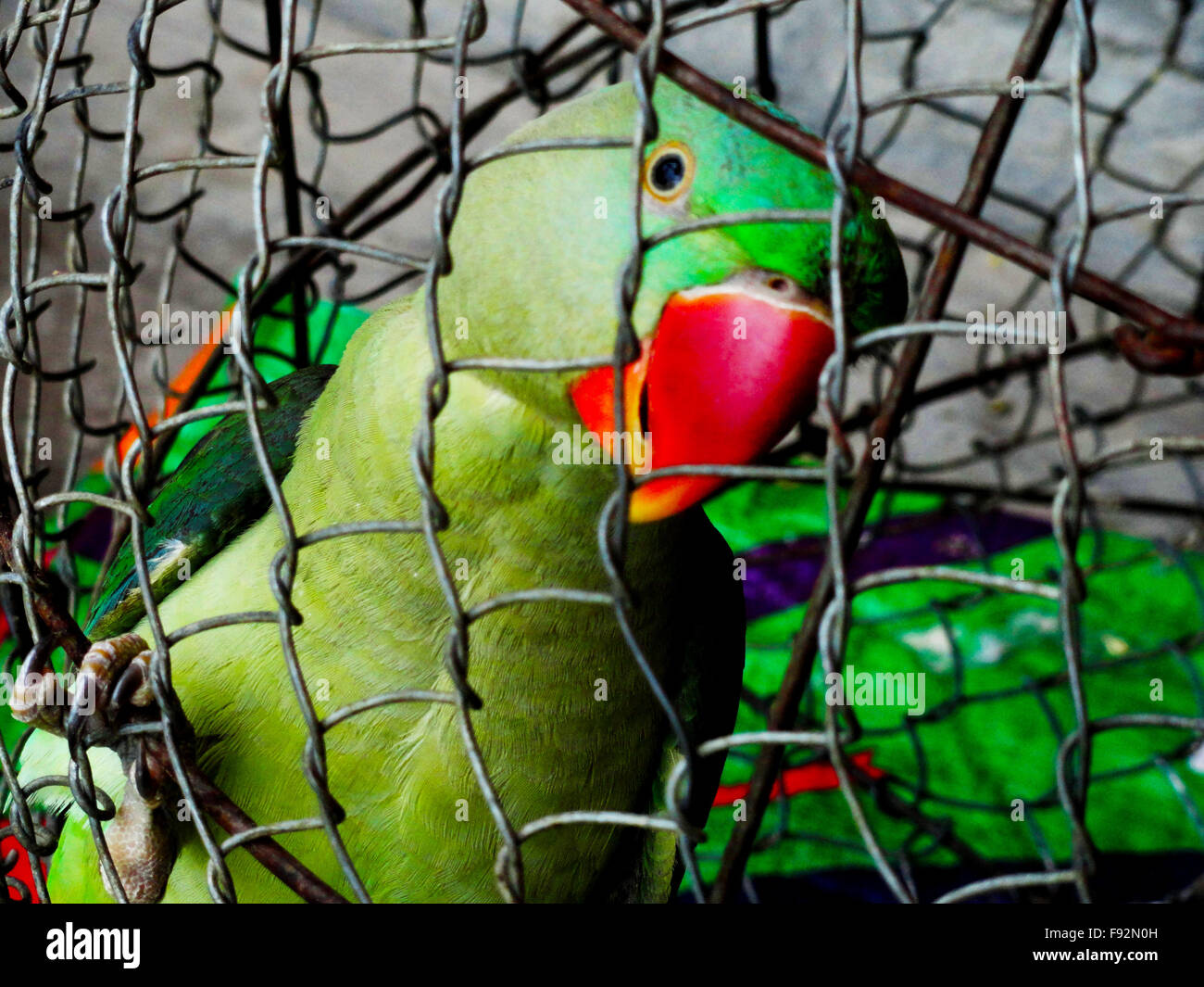 parrot in cage