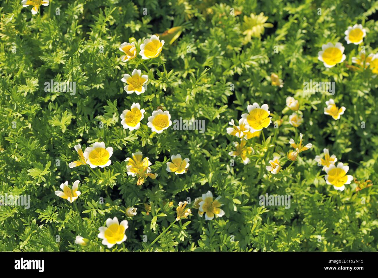 Poached-egg Plant - Fried-egg Plant - Douglas Meadowfoam (Limnanthes douglasii) native to California and Oregon flowering Stock Photo