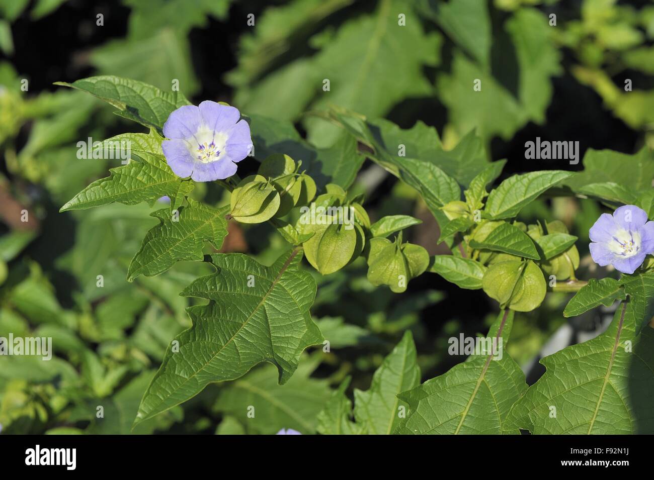 Trailing Chilean Bell Flower (Nolana humifosa) native to Peru flowering in summer Stock Photo