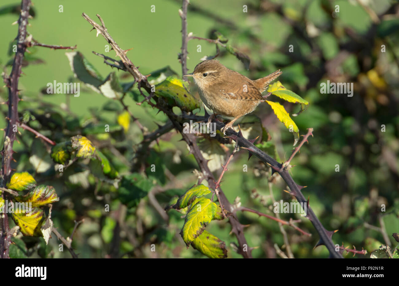 Wren (Troglodytes troglodytes) perched in a bramble bush. The species is known as the winter wren in North America. Stock Photo