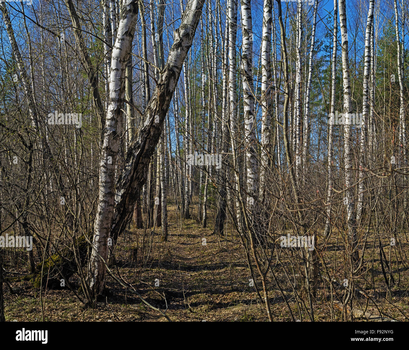 Spring forest landscape with path and birch trees Stock Photo - Alamy