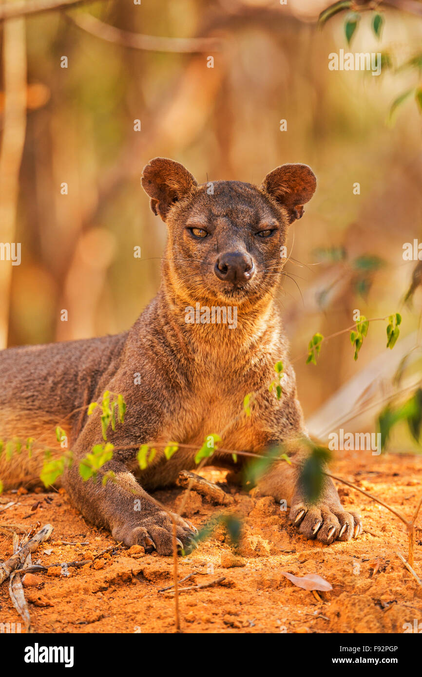A portrait of a resting male fossa in Kirindy National Park, Madagascar. Stock Photo