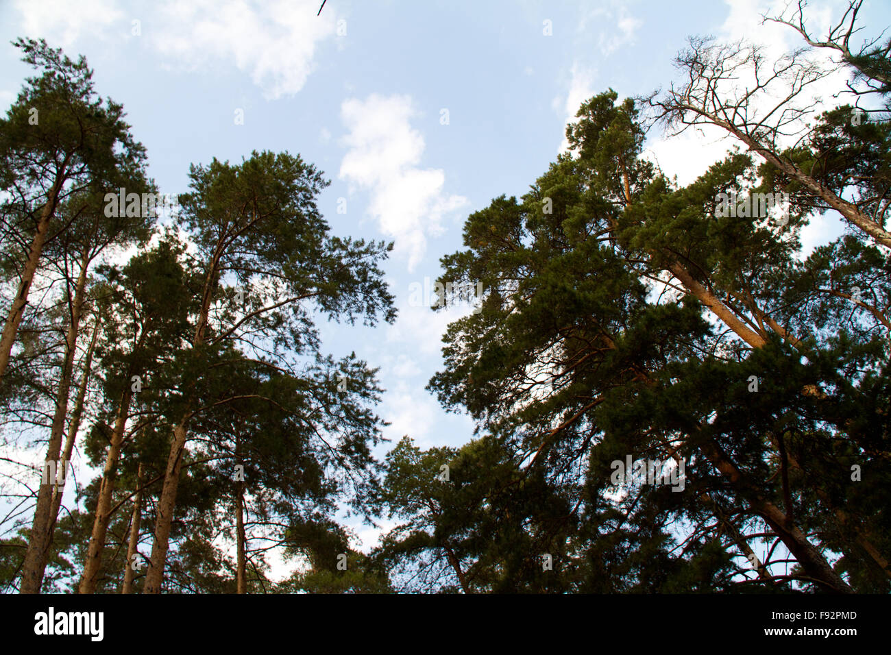 Russia aging boreal branch hi-res stock photography and images - Alamy