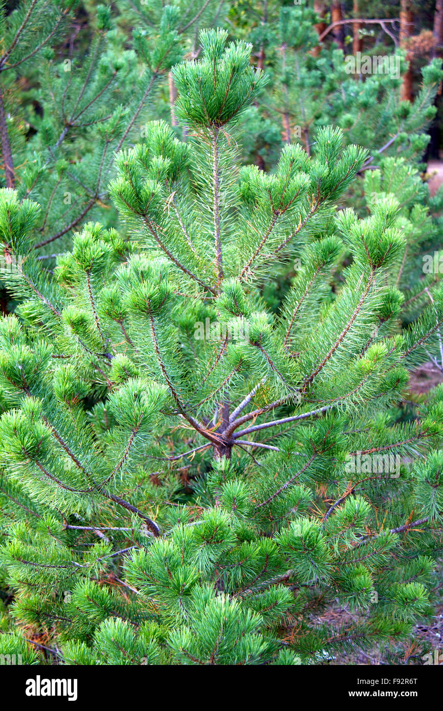 Russia aging boreal branch hi-res stock photography and images - Alamy