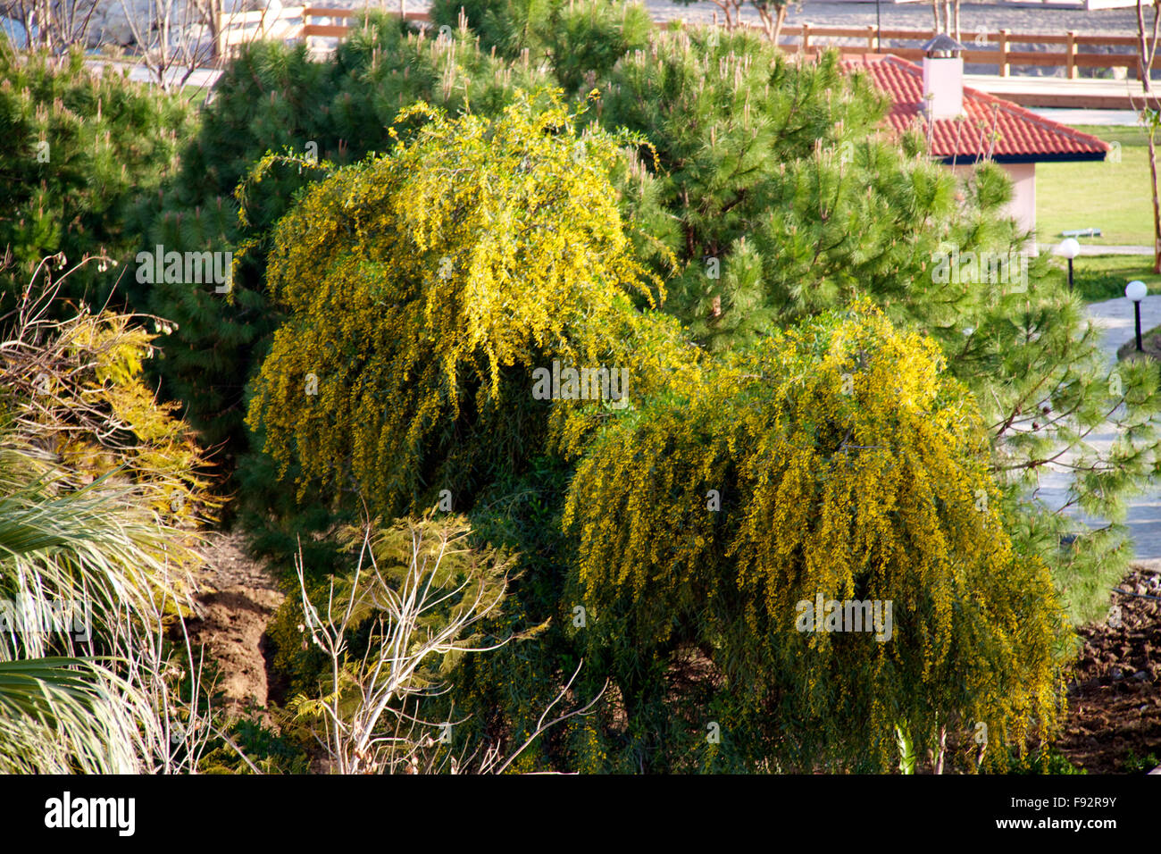 mimosa tree with yellow flowers Stock Photo Alamy