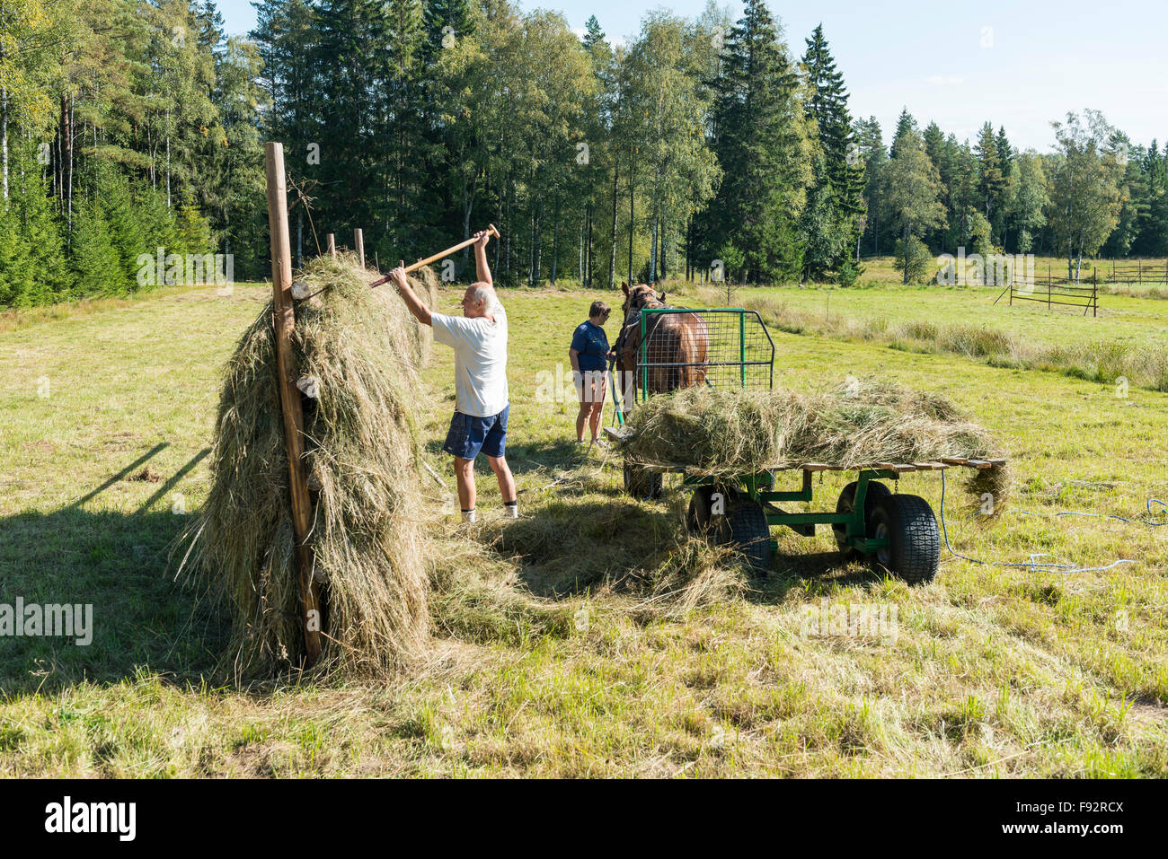 Haymaking Stock Photo Alamy