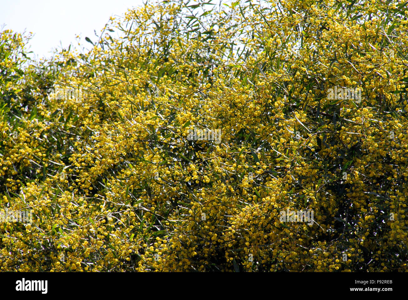 mimosa tree with yellow flowers Stock Photo Alamy