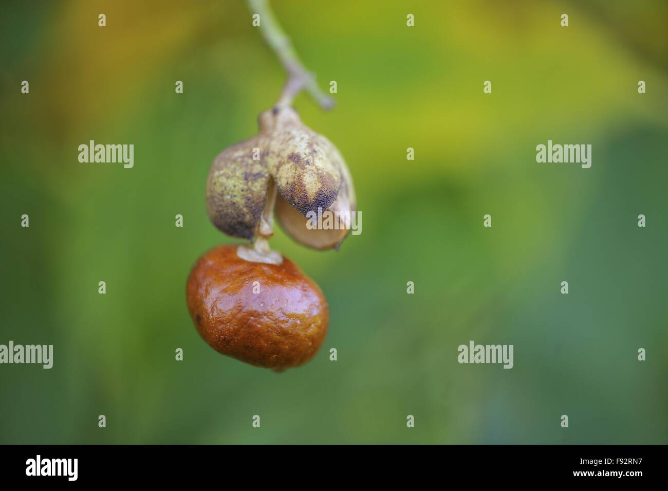 California buckeye - California horse-chestnut (Aesculus californica) native to California and Oregon - in fruit in autumn Stock Photo