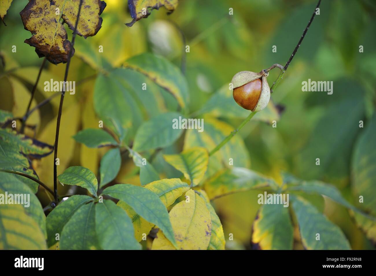 California buckeye California horsechestnut (Aesculus californica