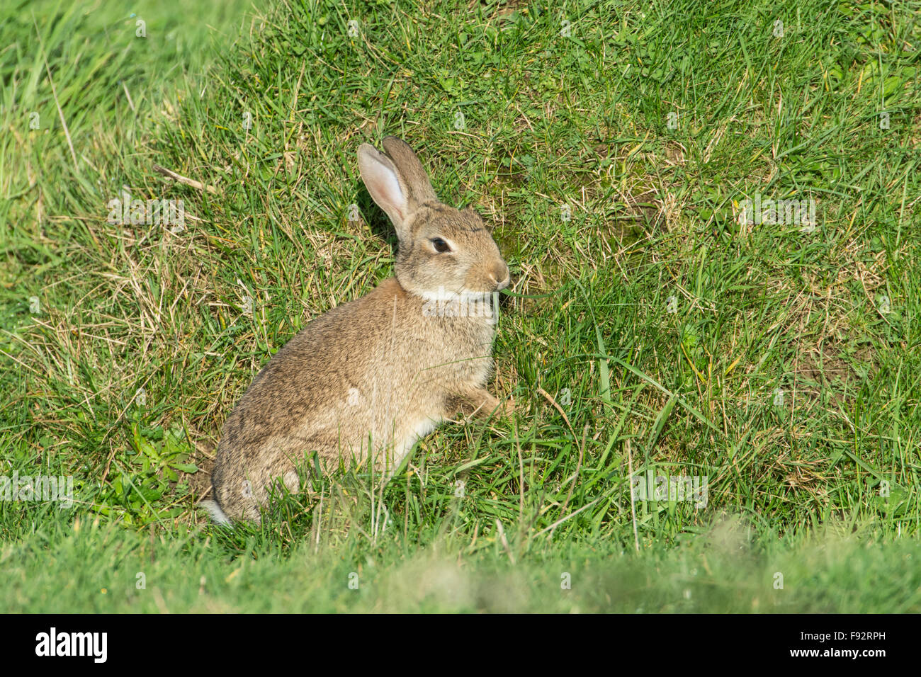Rabbit (Oryctolagus cuniciculus) feeding on grass growing on an ant hill. Stock Photo