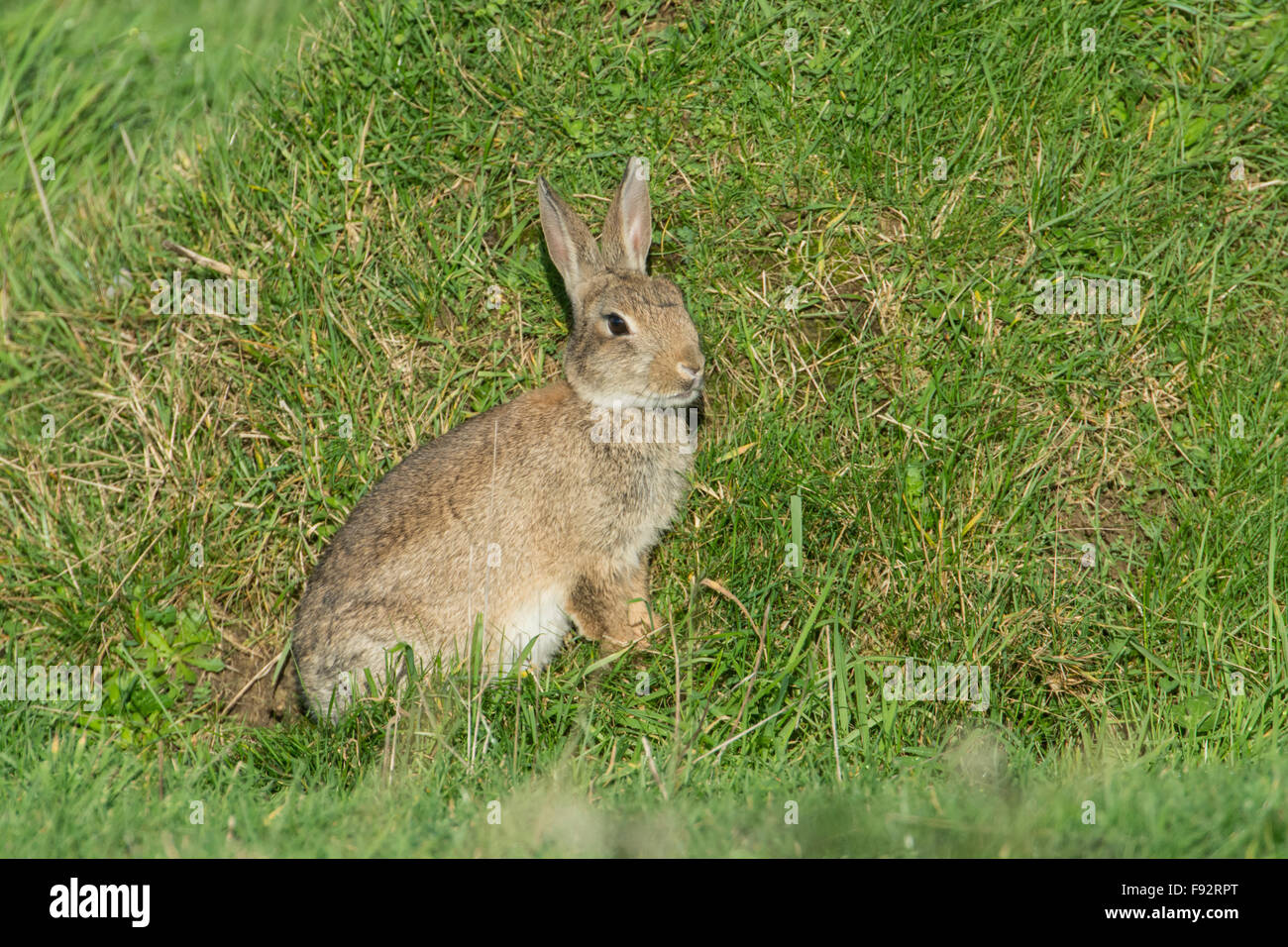 Rabbit (Oryctolagus cuniciculus) feeding on grass growing on an ant hill. Stock Photo
