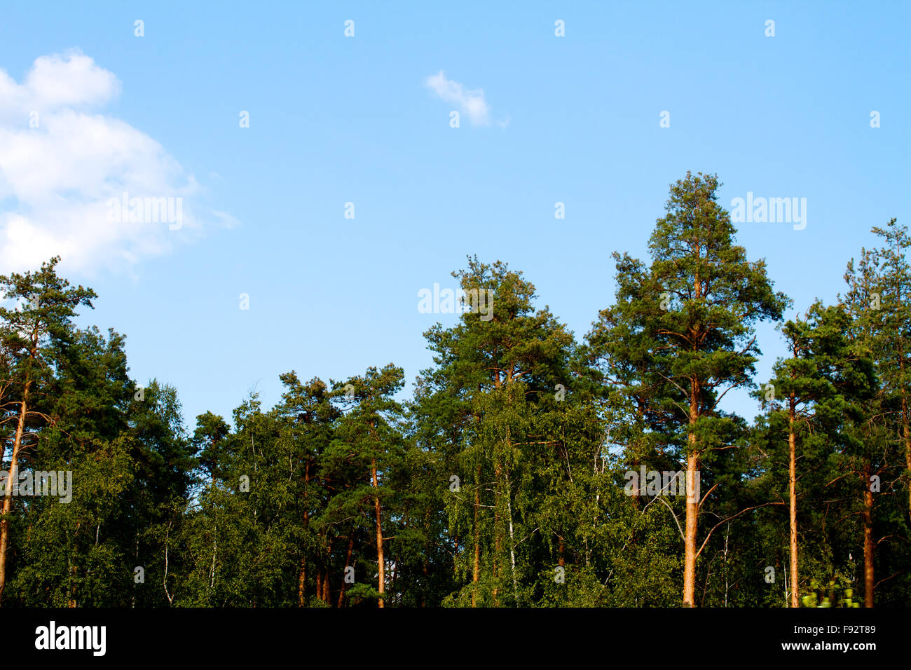 Russia aging boreal branch hi-res stock photography and images - Alamy