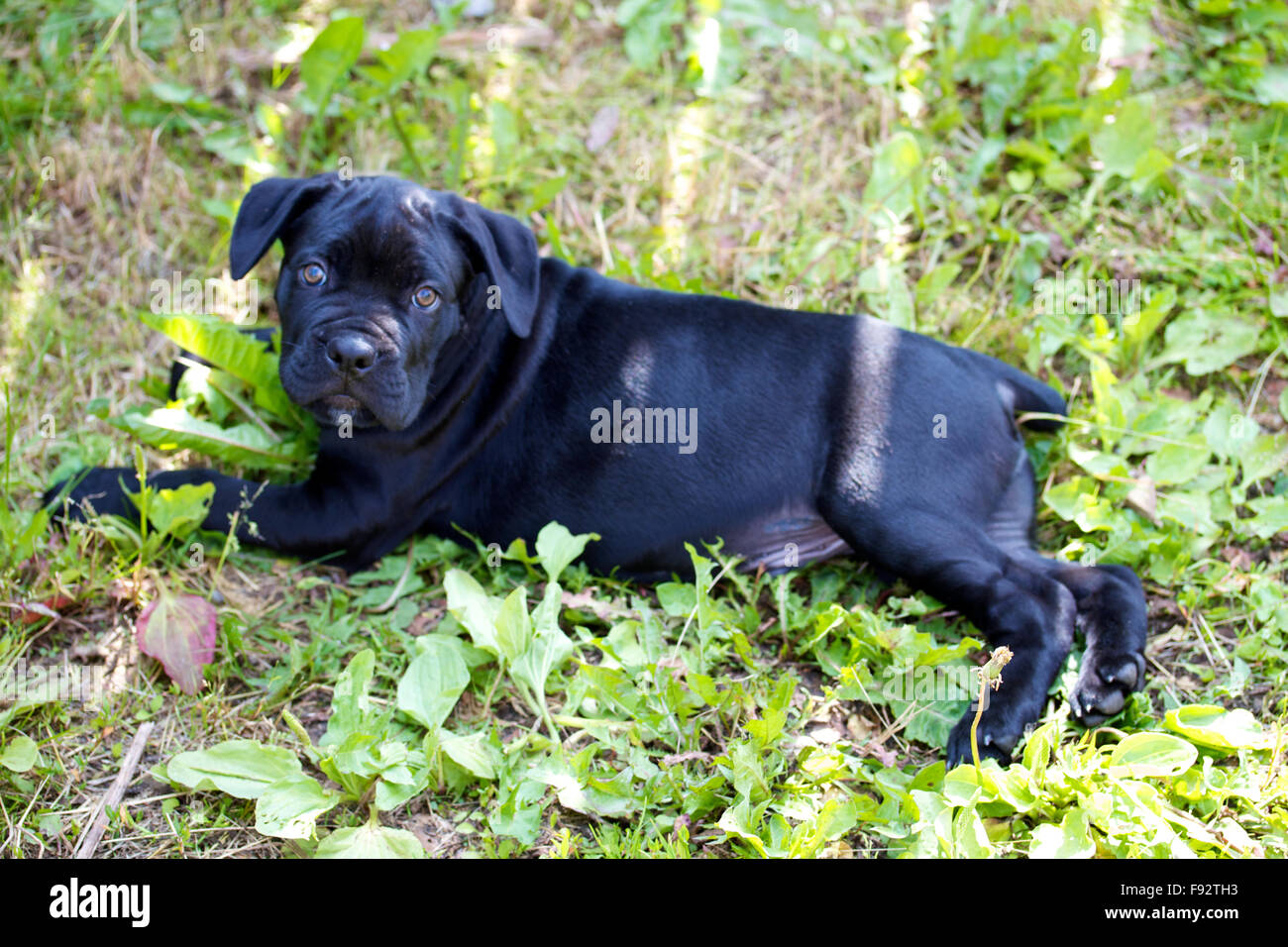 cane corso puppy Stock Photo Alamy
