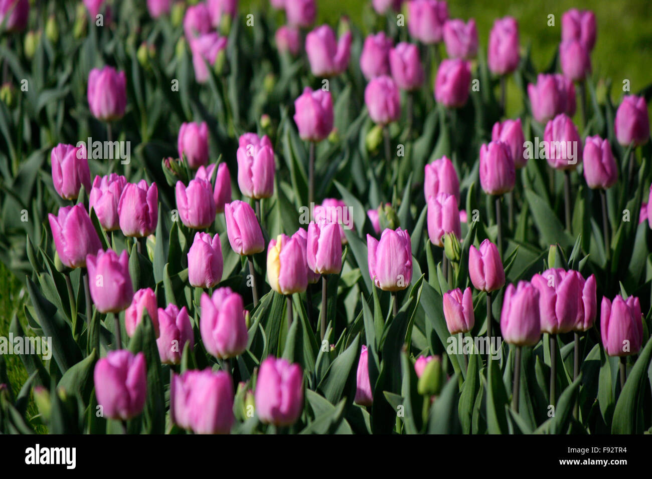 Tulpen, Berlin. Stock Photo