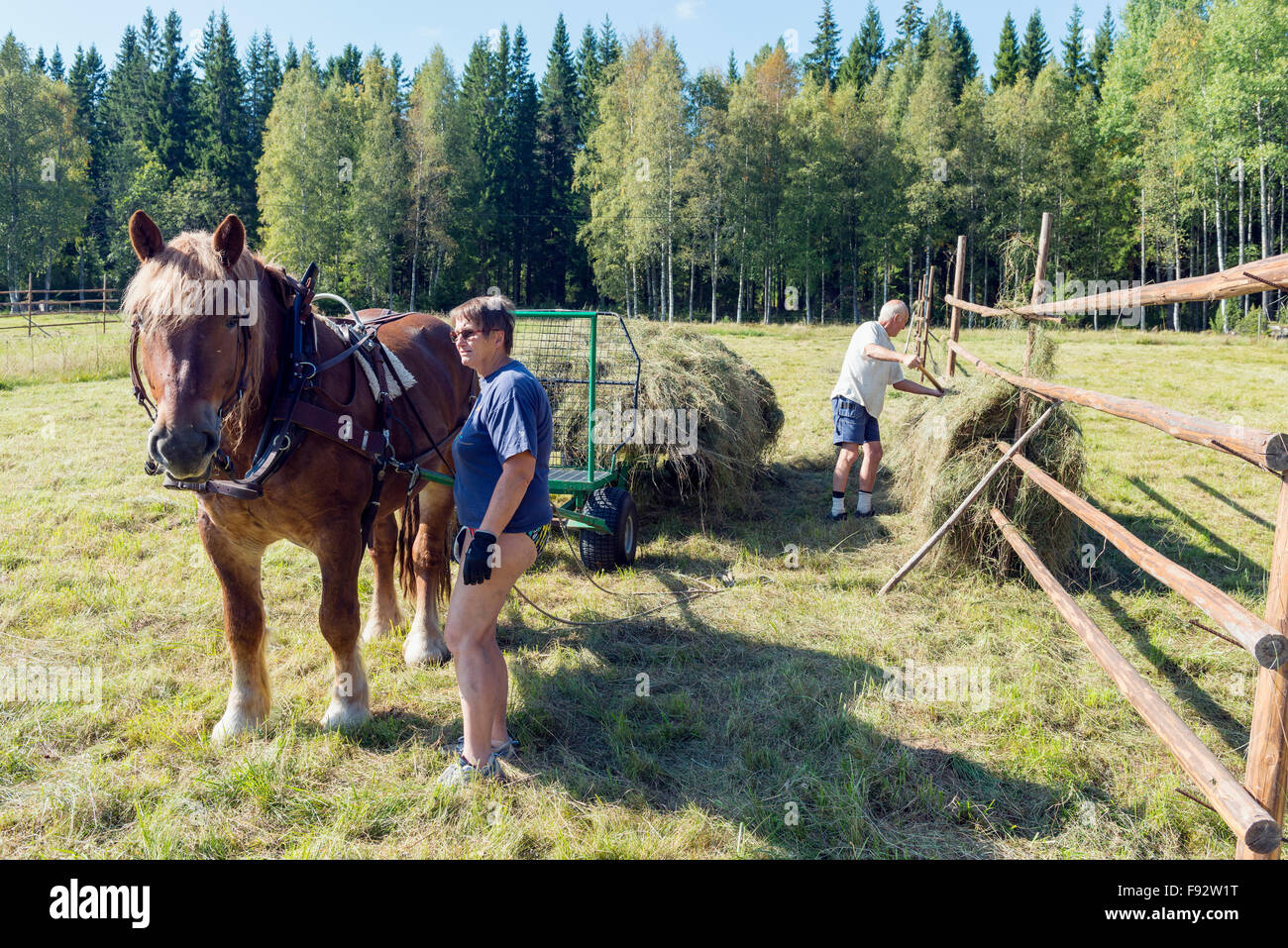 Haymaking Stock Photo Alamy