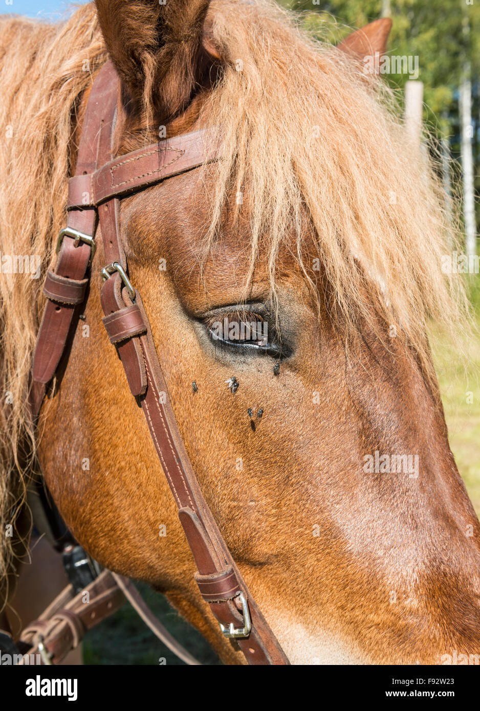 Ardennes horse on blue sky stock photo. Image of dray - 7500106