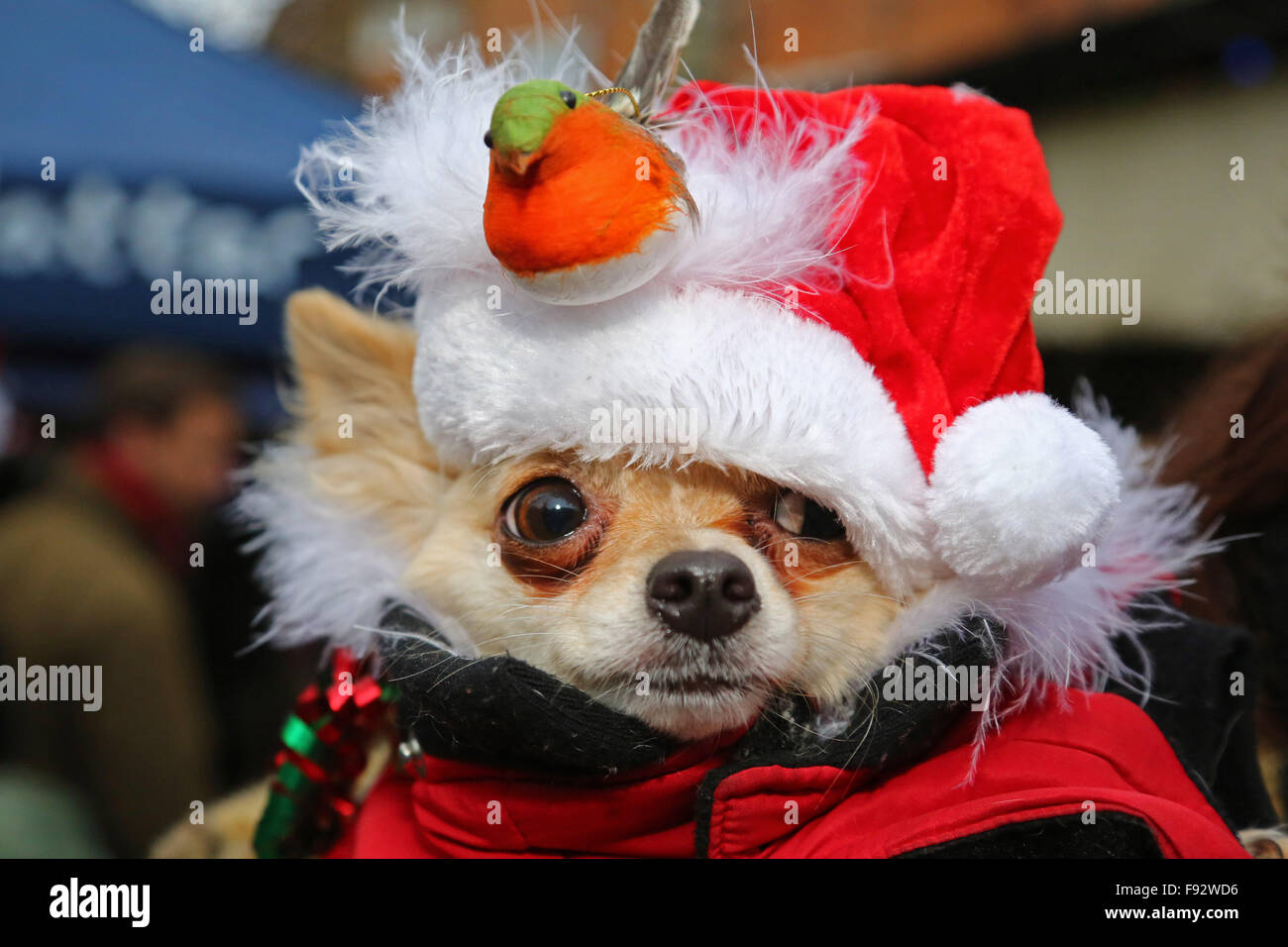London, UK. 13th December 2015. Ollie the Chihuahua at the All Dogs Matter Santa Paws Christmas Fair where dogs dressed up in their finest Xmas costumes at the Garden Gate Pub iin Hampstead Heath, London. The fair is hosted each year by the charity which finds homes for dogs. Actress Michelle Collins, who is a patron of the charity, was also at the event with her dog Humphrey. Credit:  Paul Brown/Alamy Live News Stock Photo