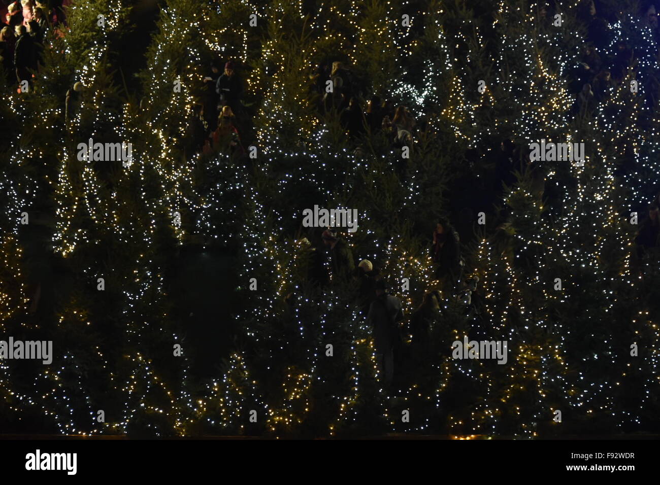 Christmas tree maze edinburgh hires stock photography and images Alamy