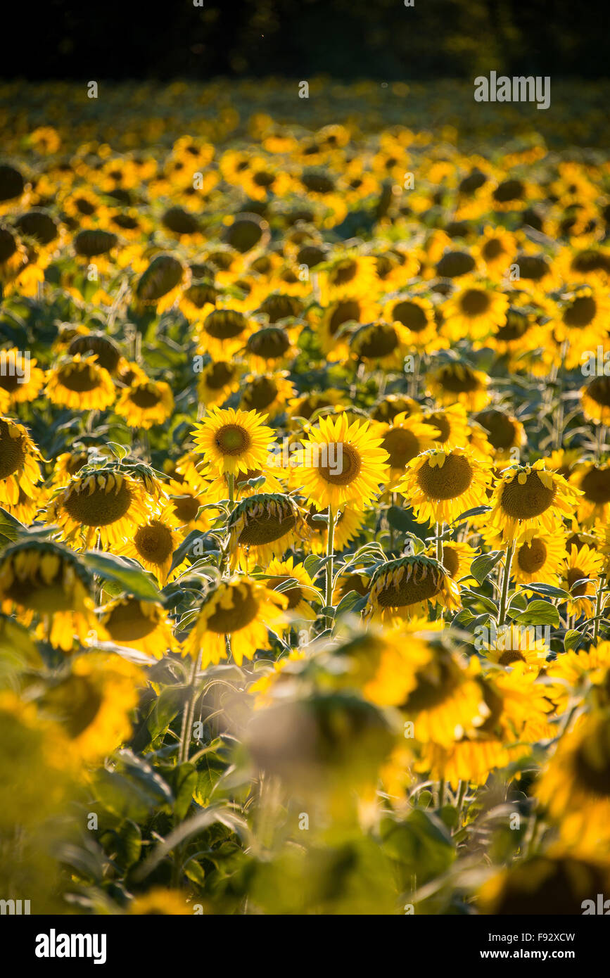 Sunflower field during bright summer day Stock Photo - Alamy