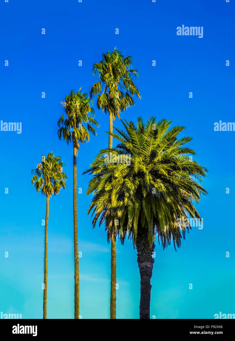 Tall palm trees inside Botanic Gardens, Melbourne Australia Stock Photo