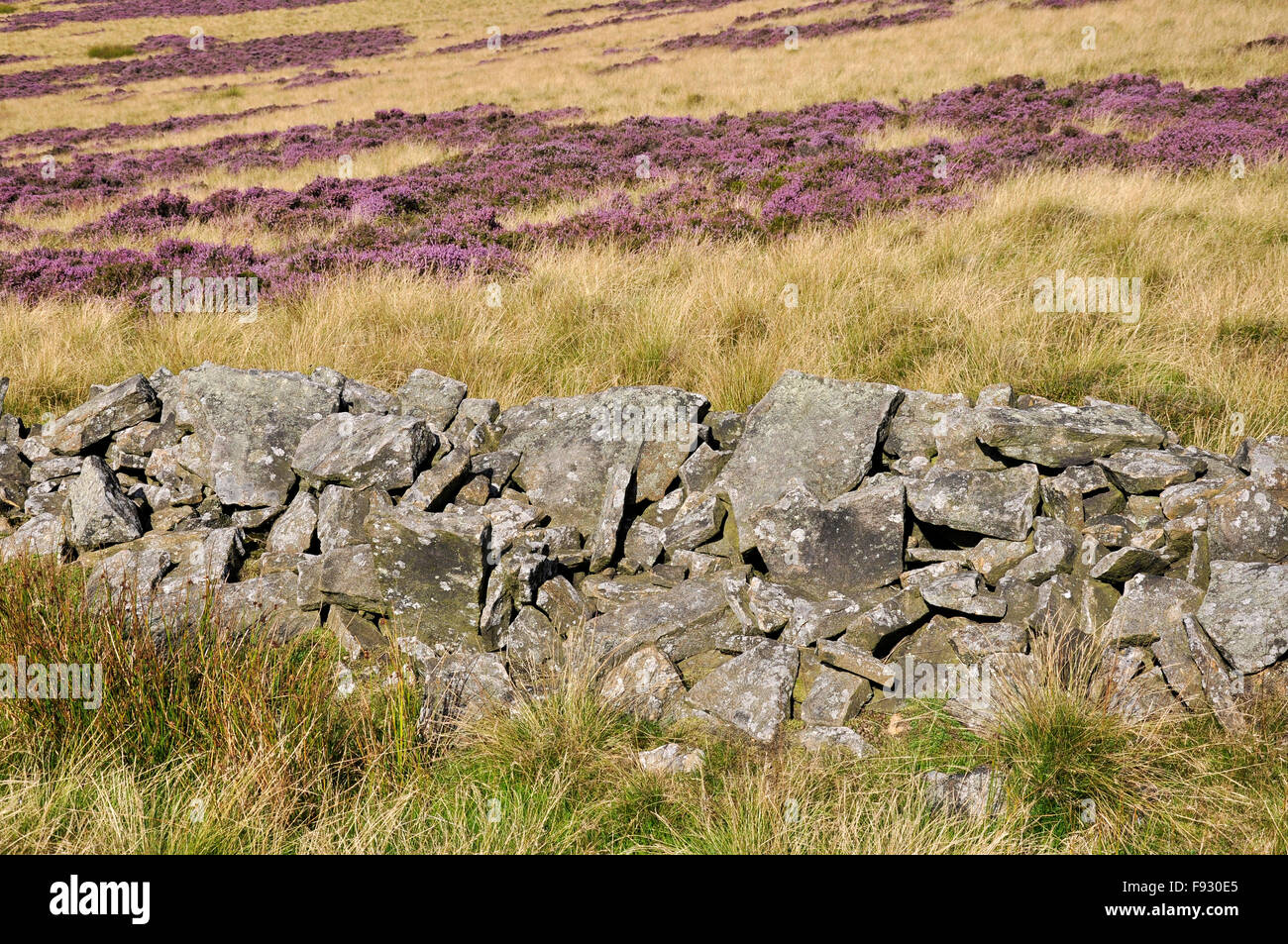 Colourful heather and grasses in a moorland landscape above the Upper Derwent valley in Derbyshire. Stock Photo