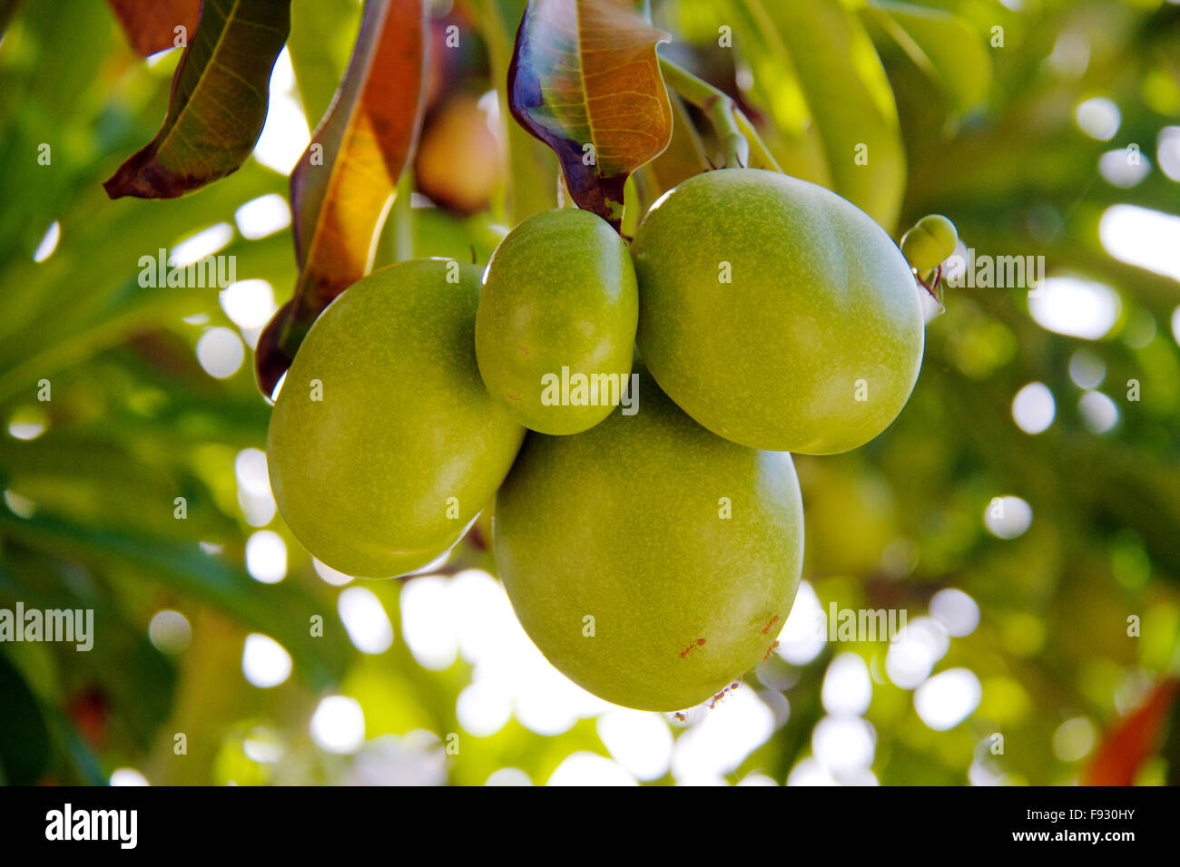 closeup of tropical coconut Stock Photo