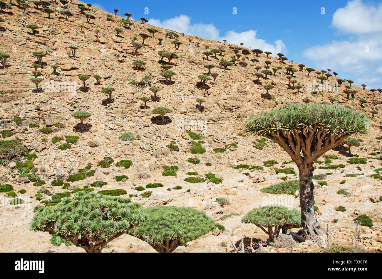 Socotra, Yemen, Middle East: overview of the Dragon Blood Trees forest in Homhil Plateau, protected area center of unique biodiversity Stock Photo