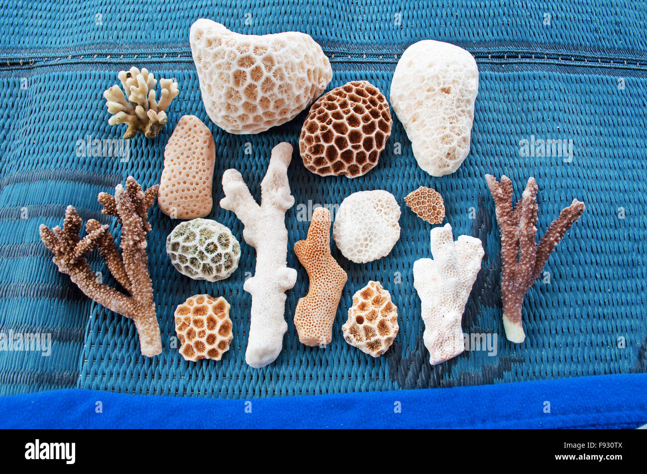 Socotra, Yemen, Middle East: different species of coral on a blue mat in the protected area of Dihamri marine, in the northeast of the island Stock Photo