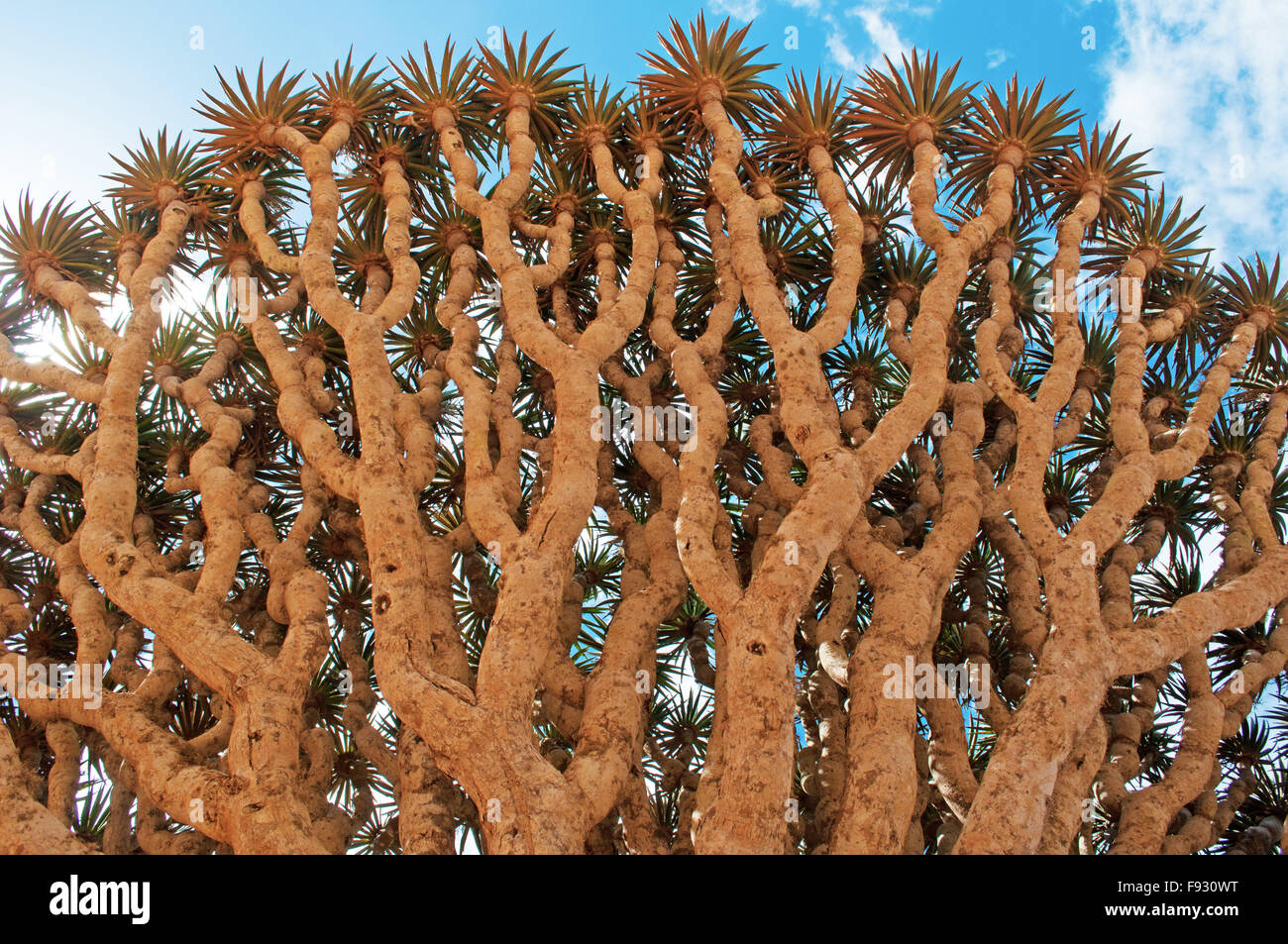Socotra, Yemen, Middle East: the Dragon Blood tree branches in the protected area of Dixam Plateau, Gulf of Aden, plants and nature Stock Photo
