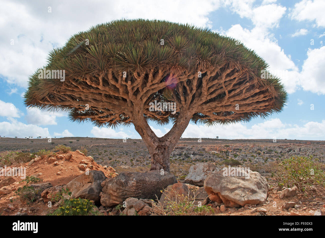 Socotra, Yemen, Middle East: a twin Dragon Blood tree in the forest of the protected area of Dixam Plateau, centre of unique biodiversity Stock Photo