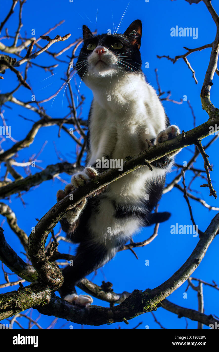 Cat jumping around on a tree. Stock Photo
