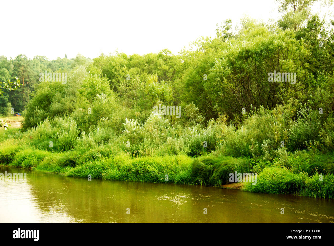 Green Forest and River in Russia Stock Photo - Alamy