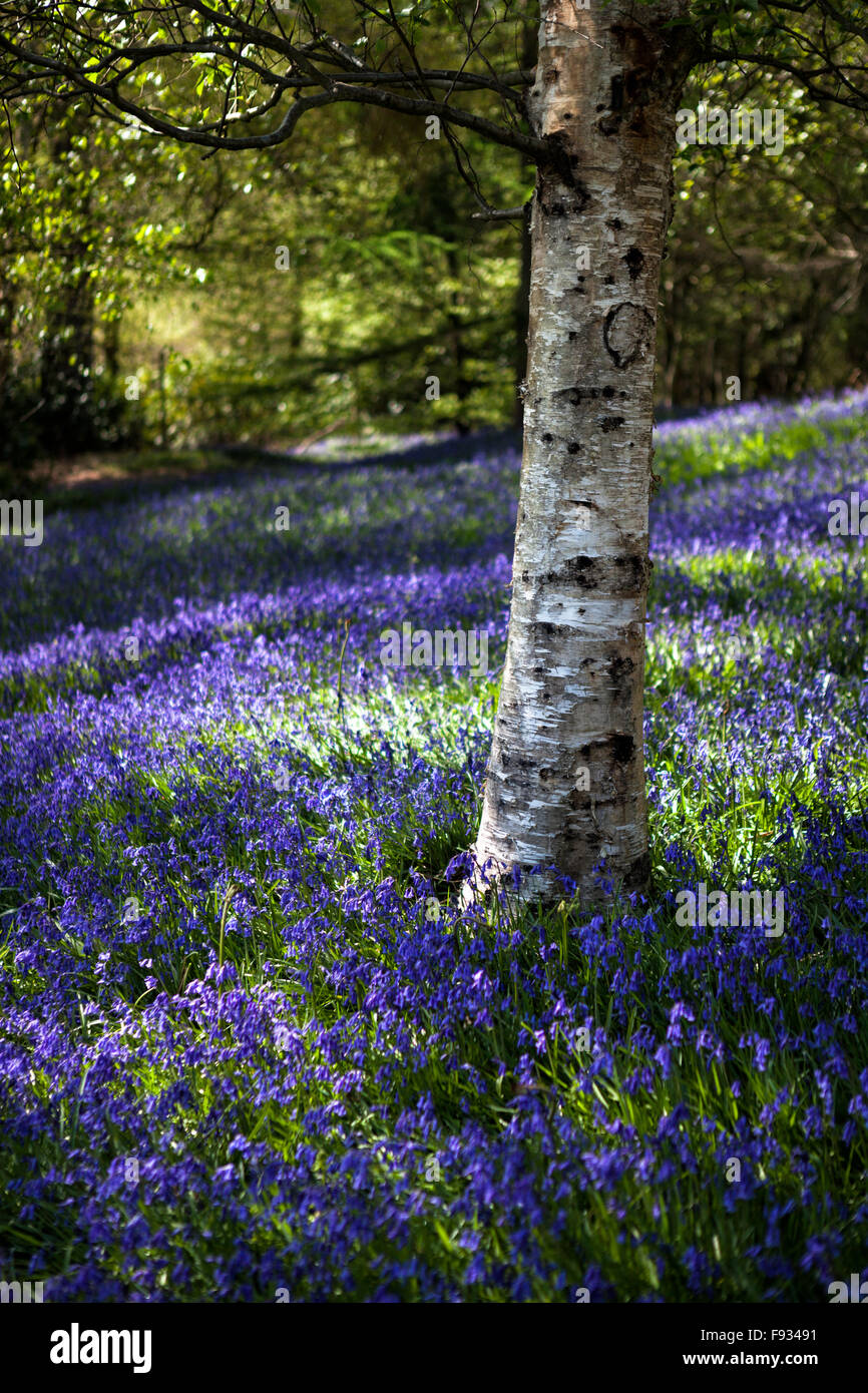 Silver birch tree in a carpet of bluebells, Ardingly, West Sussex, England, UK Stock Photo