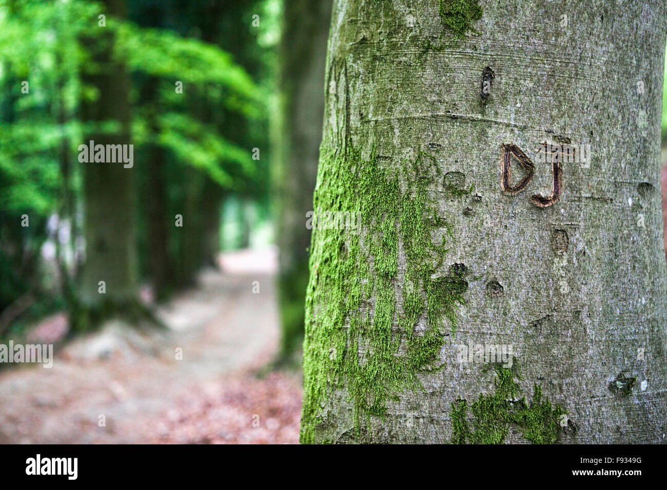 Initials DJ carved into a beech tree in English woodland. Stock Photo