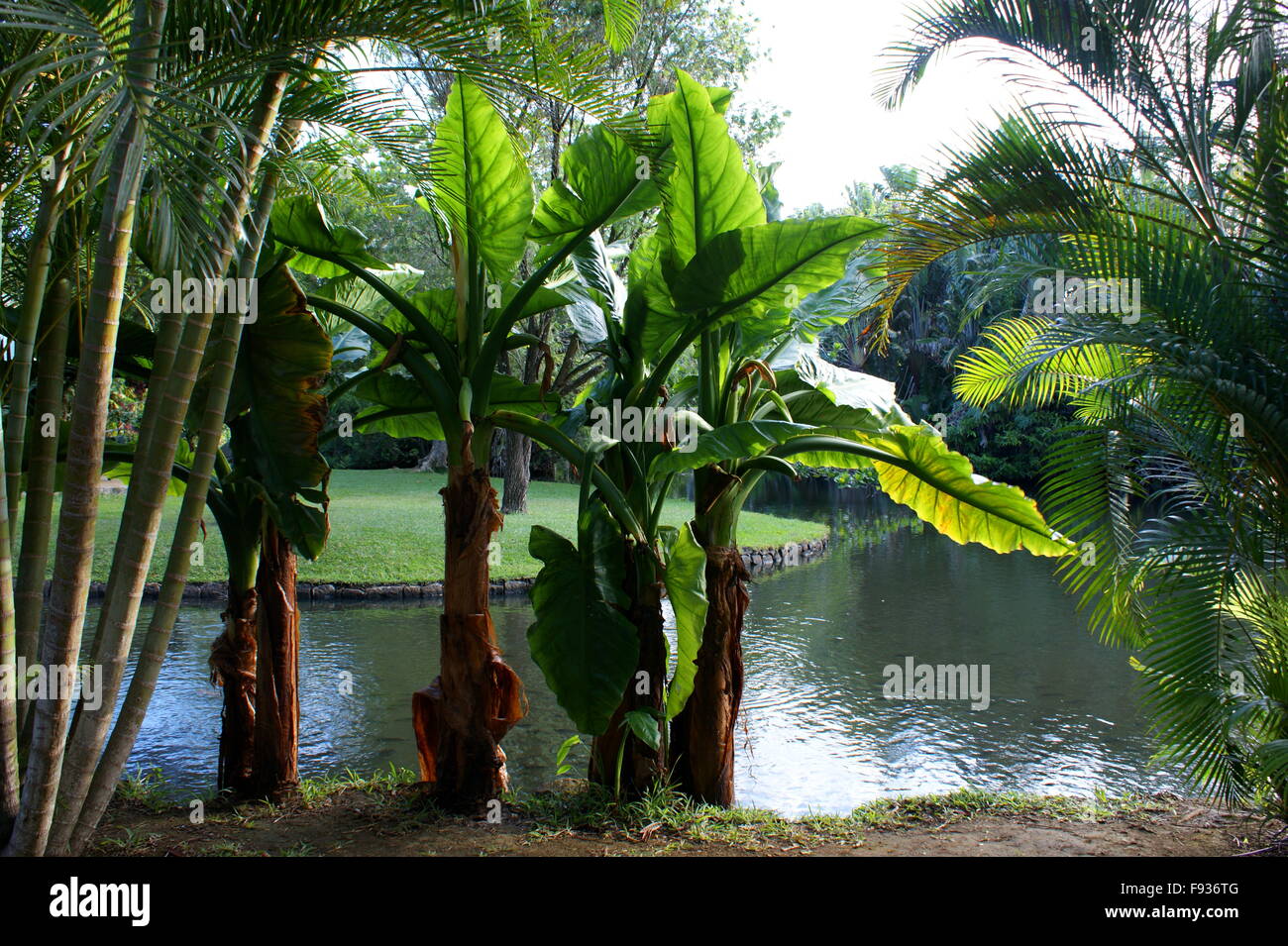 Mauritius.  Pamplemousses Botanical Garden. Stock Photo