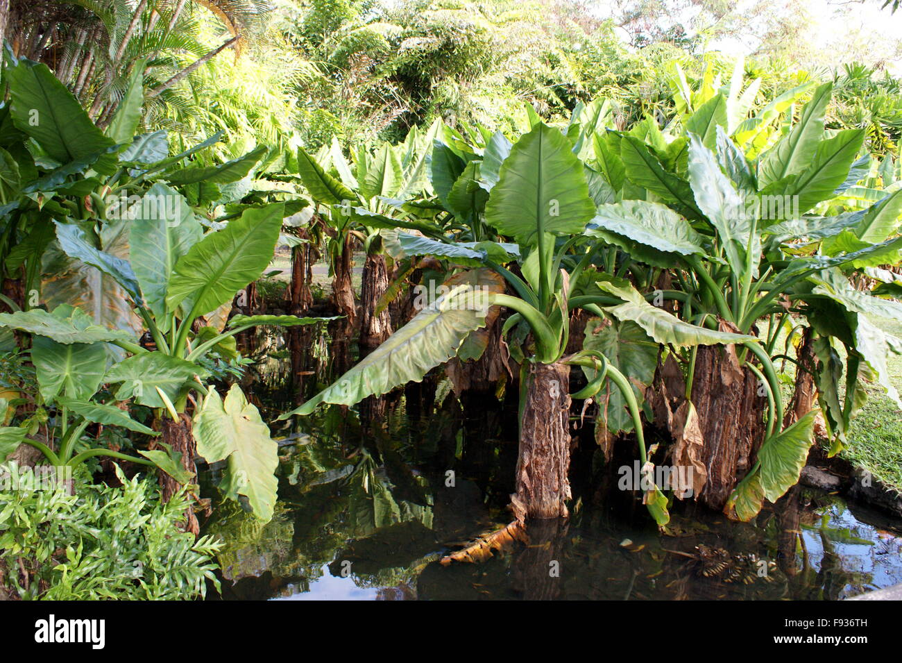 Bananier aquatique, Typhonodorum lindleyanum in Pamplemousses Botanical Garden. Stock Photo