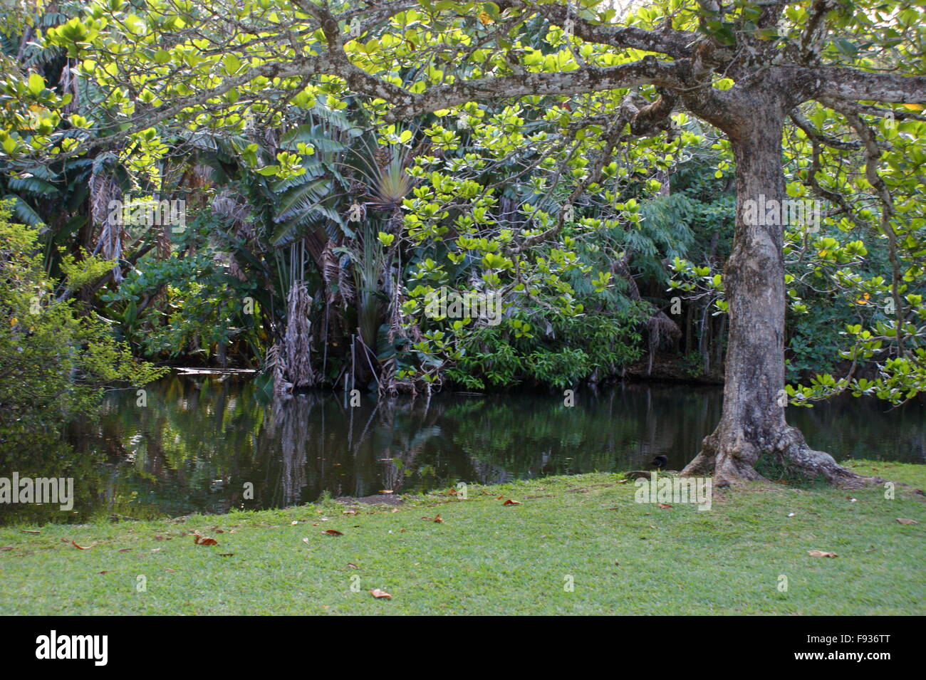 Mauritius. Pamplemousses Botanical Garden. Sir Seewoosagur Ramgoolam Botanical Garden. Stock Photo
