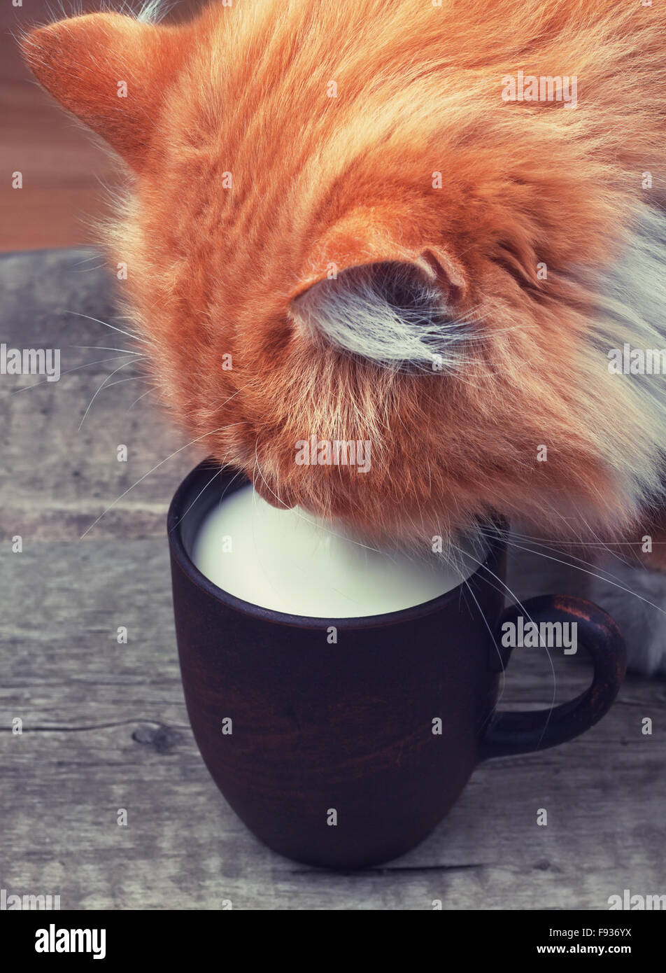 beautiful fluffy ginger cat drinking milk from a clay cup which stands on a old wooden table Stock Photo