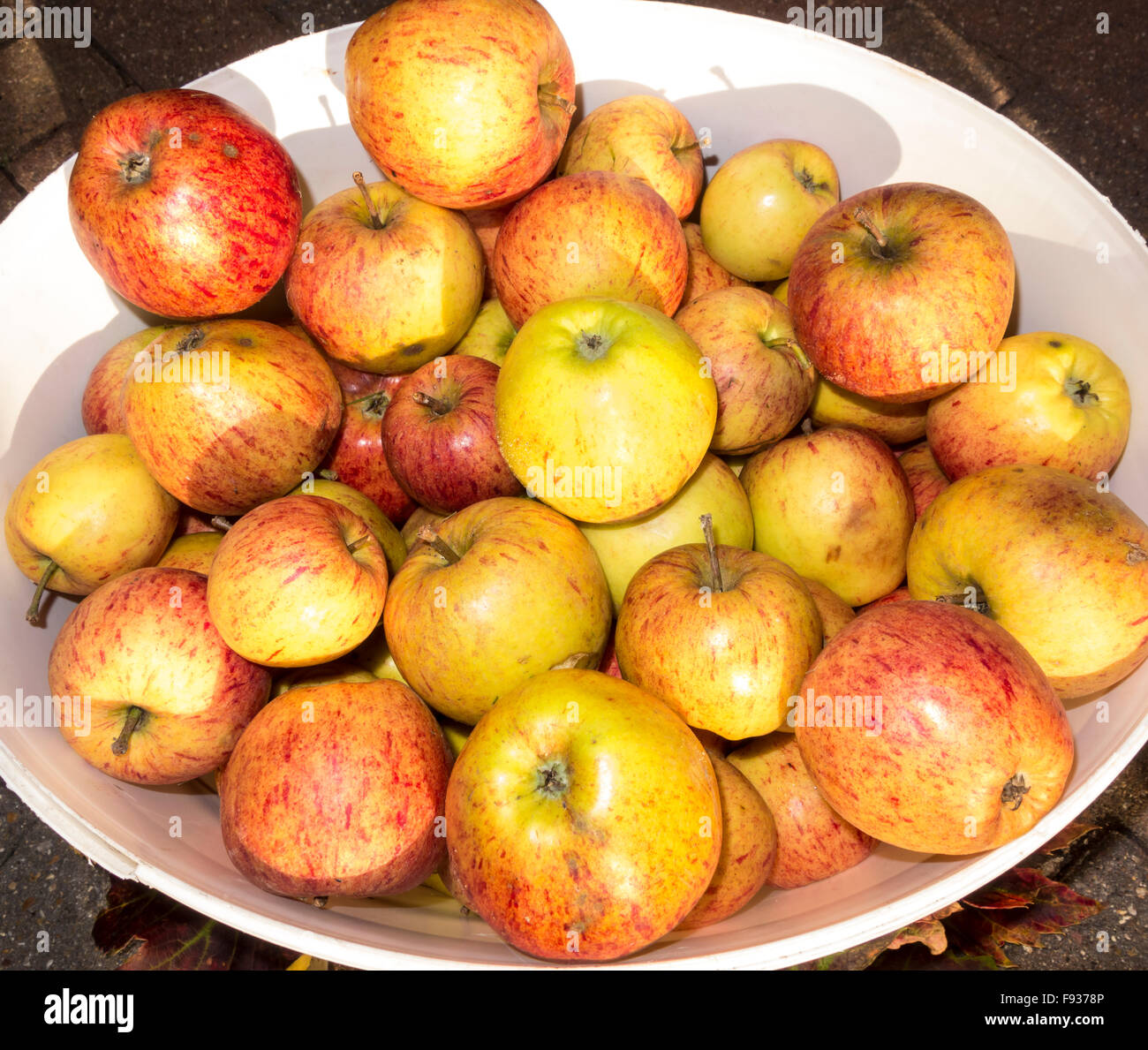 Scrumping apples hires stock photography and images Alamy
