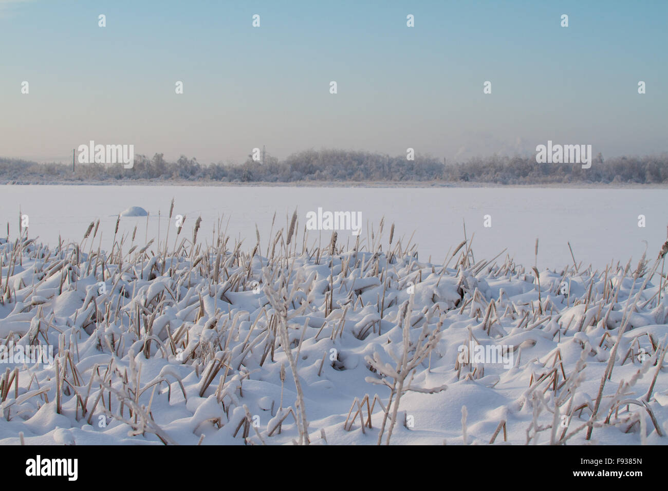 beautiful winter forest in Russia Stock Photo - Alamy