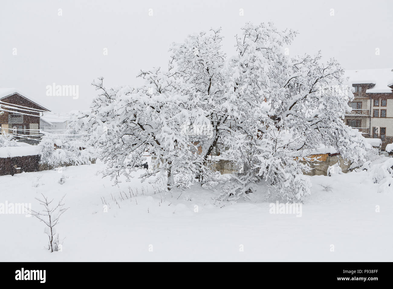Nut tree which is filled up by snow by heavy snowfall Stock Photo